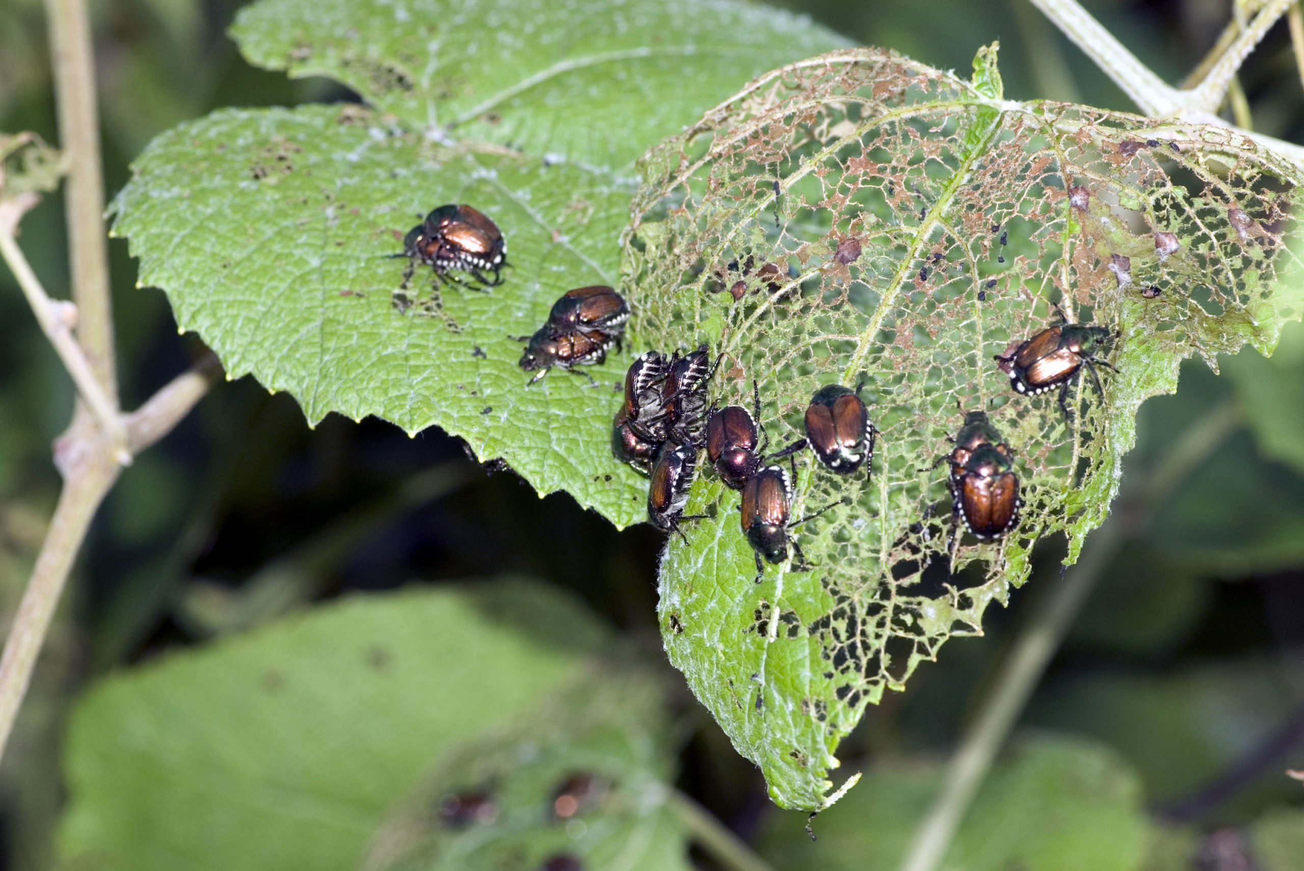 Pest infestation on trees