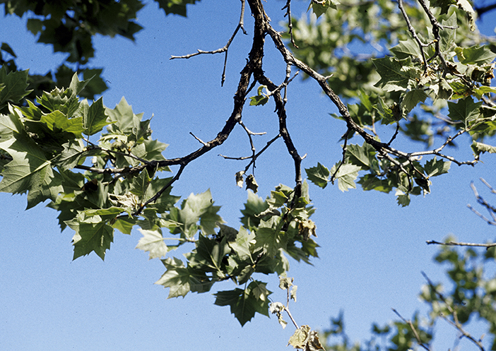 Arborists treat shade trees from disease