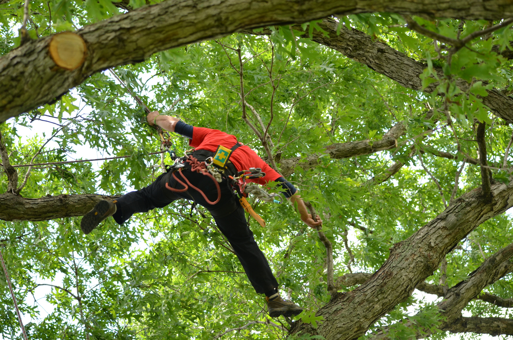 Tree Climbing Safety Checklist