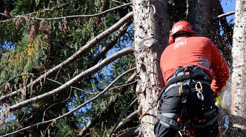 New tree climbing technologies