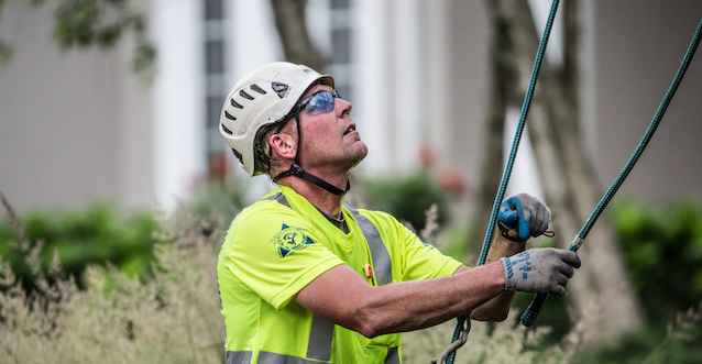 Benefits of professional tree care credentials